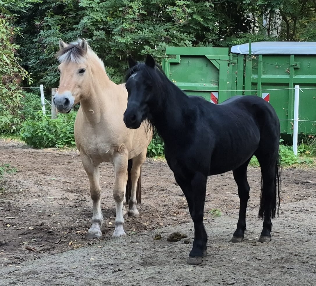 Hanneke + Hede: beobachten